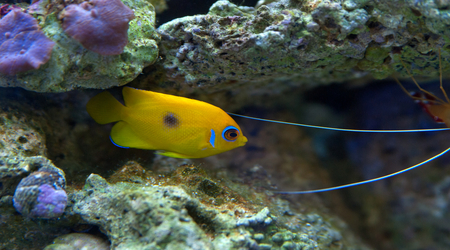 Our Mission Save big on huge selection of quality saltwater livestock and food from Blue Zoo Aquatics. % livestock guarantee plus free acclimation kit with every order.