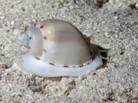 shutterstock-bonnet-snail