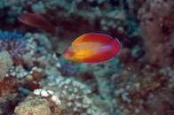 shutterstock_red-flasher-wrasse