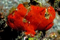 red--frogfish