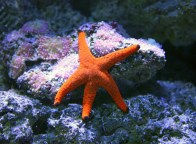 shutterstock_orange-starfish1