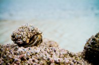 shutterstock_thin-stripe-hermit-crab