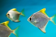 http://www.marinefishez.com/saltwater-fish/misc-saltwater-fish/silver-moony-detail