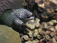 shutterstock_whitemouth-spotted-eel