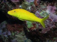yellow-goatfish