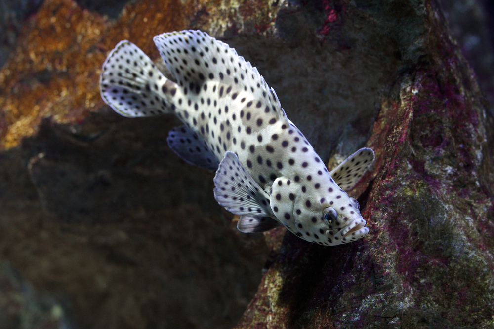 Saltwater fish Healthy Hand Selected Saltwater Fish Online