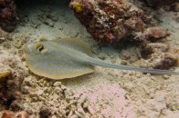 bluespot-stingray