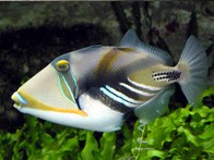 salt-water-fish=cat-image