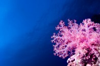 shutterstock-pink-carnation-coral