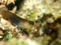 shutterstock_bicolor-blenny