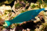 shutterstock_bird-wrasse