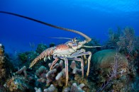 shutterstock_caribbean-spiny-lobster