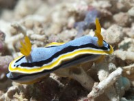 shutterstock_chromodoris-nudibranch.jpg-2