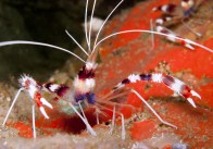 shutterstock_coral-banded-shrimp