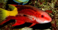 shutterstock_cuban-hogfish
