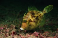 shutterstock_filefish