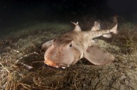 shutterstock_horn-shark-22