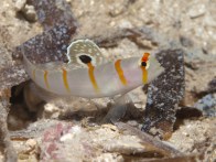 shutterstock_randalls-shrimp-goby