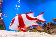 shutterstock_red-snapper