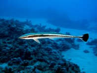 shutterstock_remora1