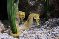 shutterstock_seahorse-2