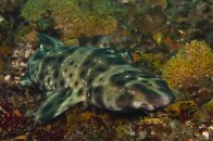 shutterstock_swell-shark