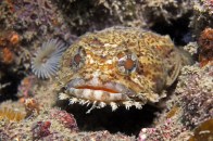 shutterstock_toadfish