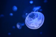 shutterstock_upsidedown-jelly2