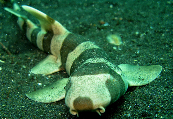 Bamboo Shark