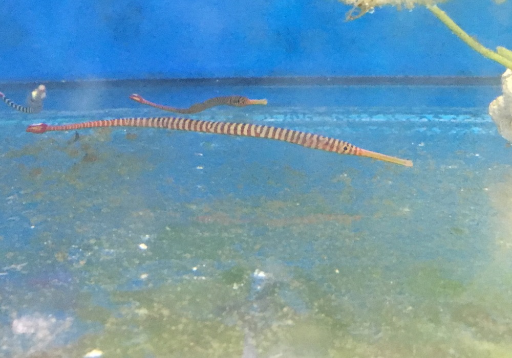 A Look at the Banded Pipefish, Marine Fish Education