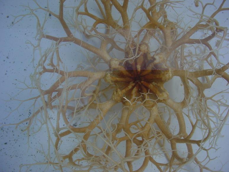 Starfish Urchin Basket Starfish starfish-urchin-basket-starfish