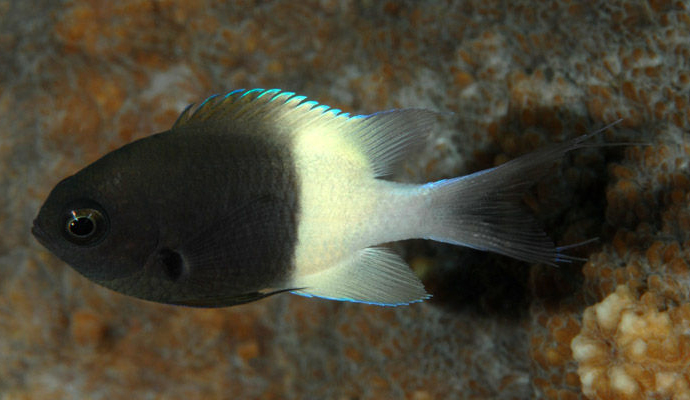 Damsel : Bicolor Chromis