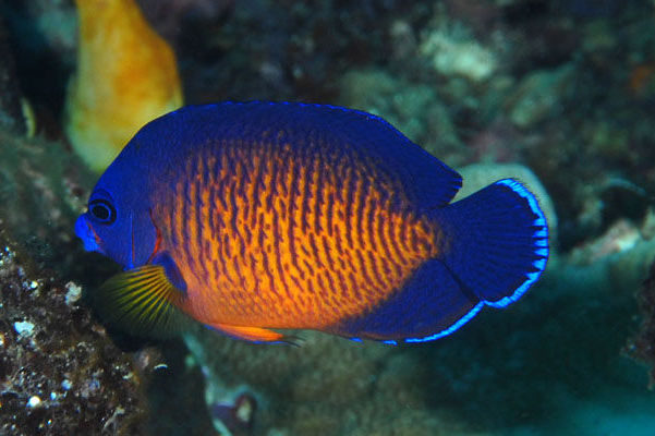 Coral Beauty Angelfish