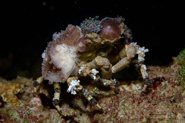Spider Decorator Crab (Camposcia retusa) Species Profile ::  AquariumDomain.com