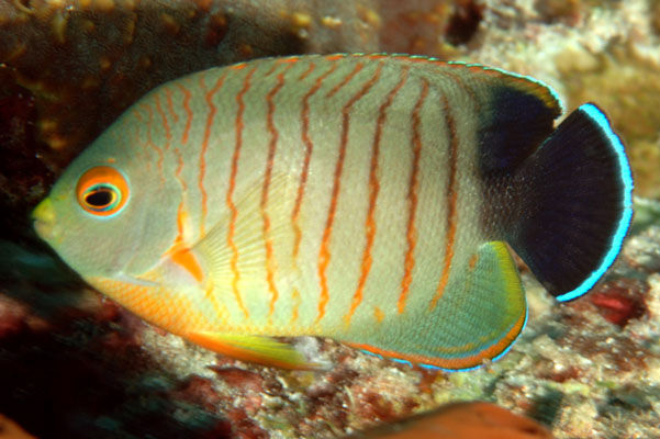 Dwarf Angelfish : Eibli Angel