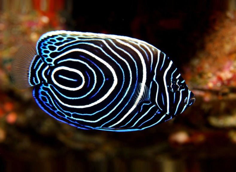 Juvenile Emperor Angelfish