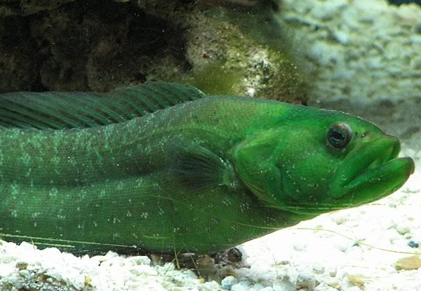 wolf eel scu