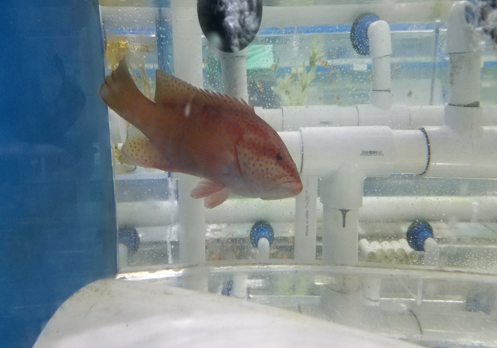 Miniatus online grouper care