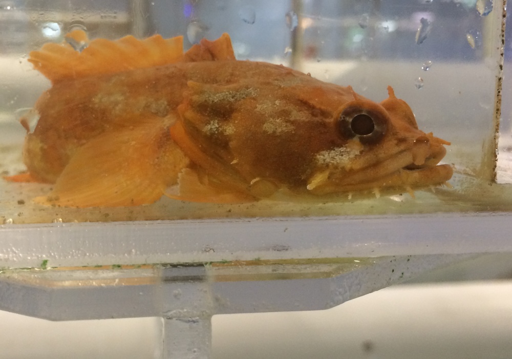 Misc Saltwater Fish : Orange Toadfish
