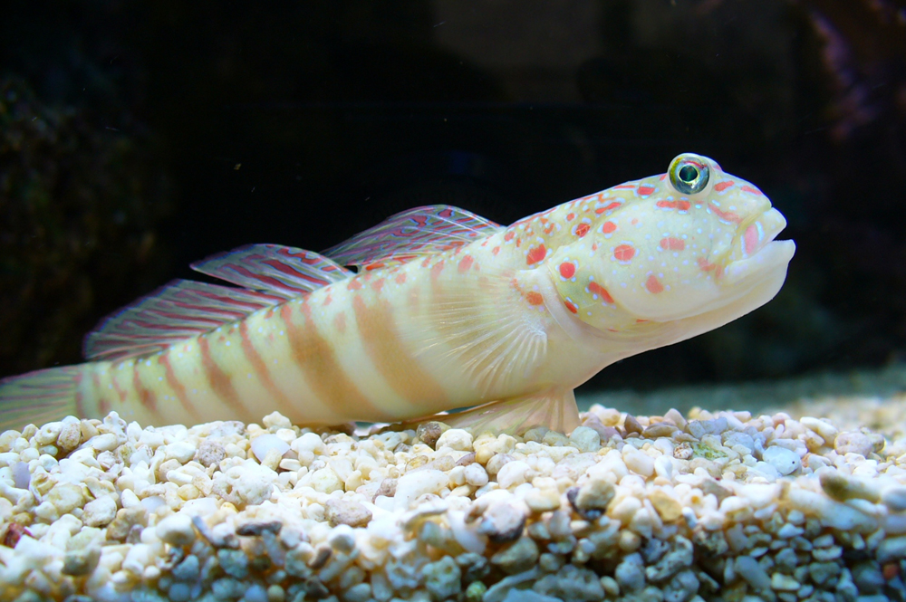 watchmen blue spot goby