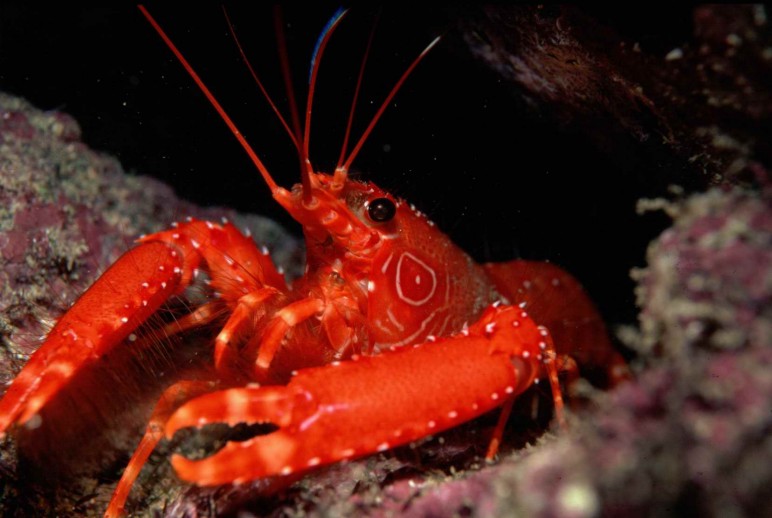 Lobster (Red)