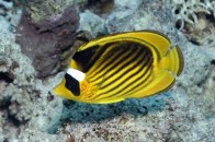 -shutterstock-racoon-butterflyfish