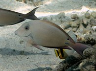 acanthurus_nigrofuscus_juvenile