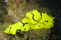 bananaseaslug