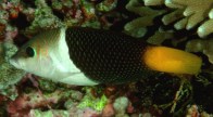 banner-wrasse