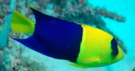 bicolor-angelfish2