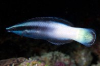 bicolor-cleaner-wrasse