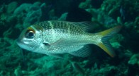 big-eye-sea-bream