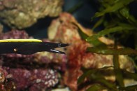 black-ribbon-eel