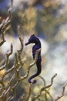 black-seahorse